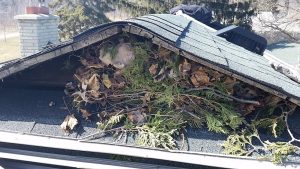 squirrel nest in roof